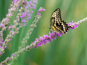 Giant Swallowtail Butterfly
