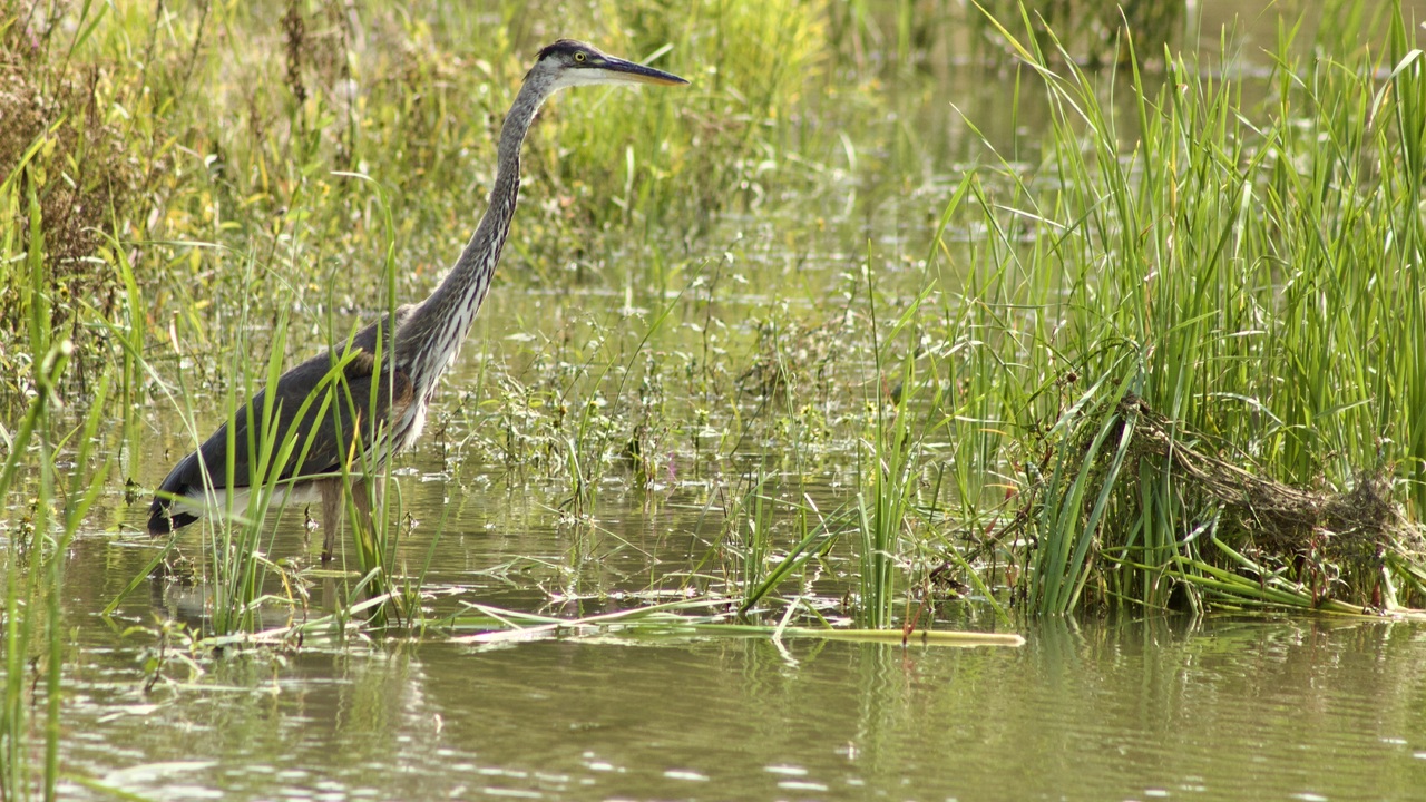 Great Blue Heron