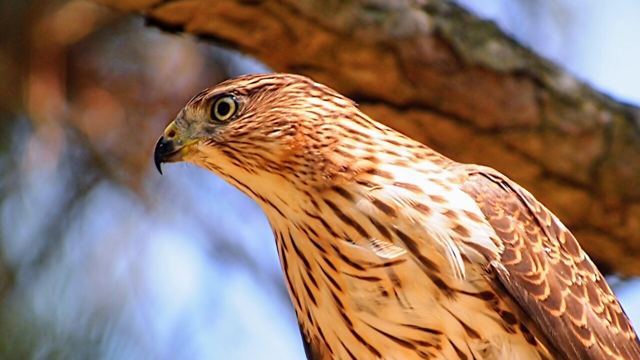 Cooper's Hawk
