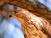 Cooper's Hawk