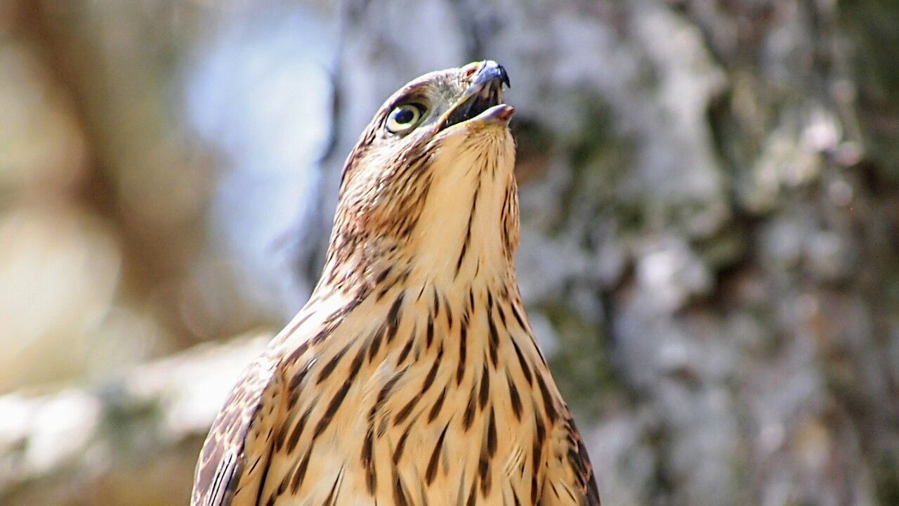 Cooper's Hawk