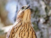 Cooper's Hawk