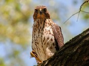 Smile(?) for the camera!