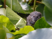Baby Muskrat