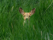 Wait, You Can See Me?