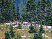 Glacier National Park