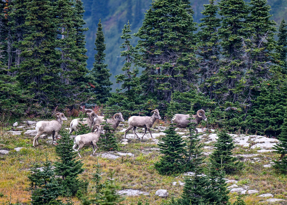 Glacier National Park