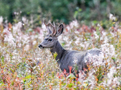 Glacier National Park