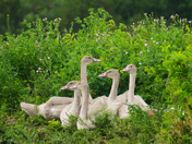 Sweet Cygnets