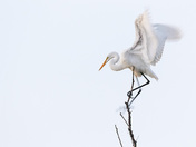 Great Egret
