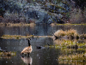El Dorado National Forest-Desolation Wilderness