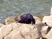 Chesapeake & Ohio Canal National Historical Park (MD)