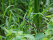 Chesapeake & Ohio Canal National Historical Park (MD)