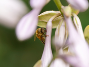 Bee on a flower