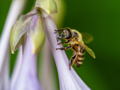 Bee on a flower