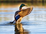 Mallard's Ballet