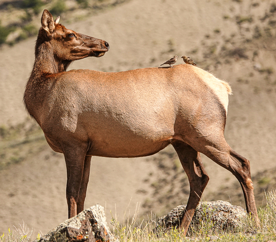 Yellowstone National Park