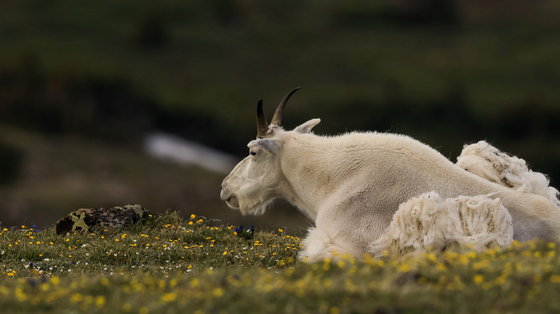 Absaroka-Beartooth Wilderness 