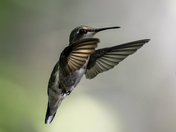 Hummingbird 