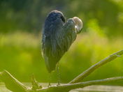 Great blue heron making heart shape