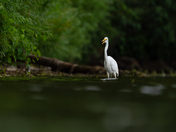 Great egret fishing 