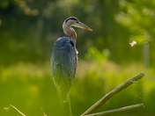 Great blue heron on a hot summer day