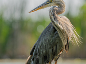 Great blue heron on a hot summer day