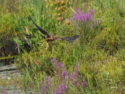 Hunting at the marsh