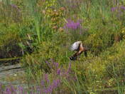 Hunting at the marsh