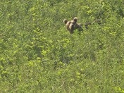 Kodiak National Wildlife Refuge