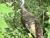 Great Smokey Mountains National Park