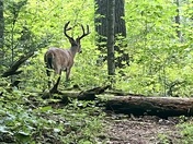 Great Smoky Mountains National Park