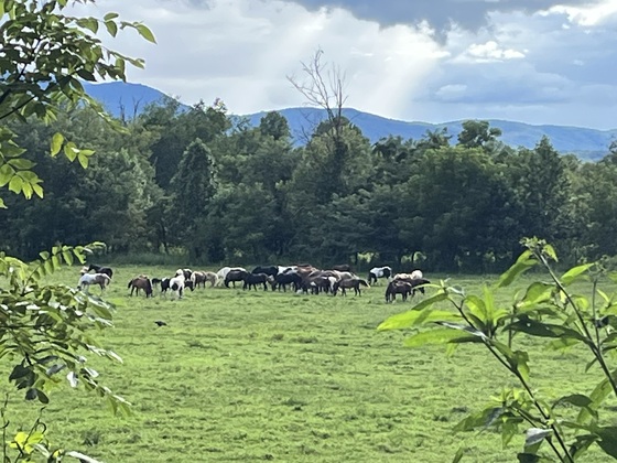 Great Smoky Mountains National Park