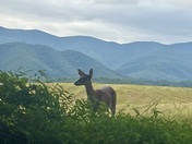 Great Smoky Mountains National Park
