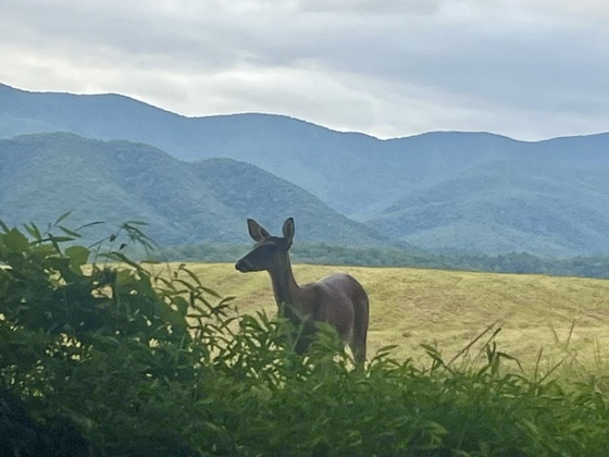 Great Smoky Mountains National Park