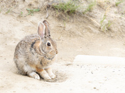 Theodore Roosevelt National Park 