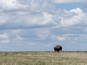 Theodore Roosevelt National Park