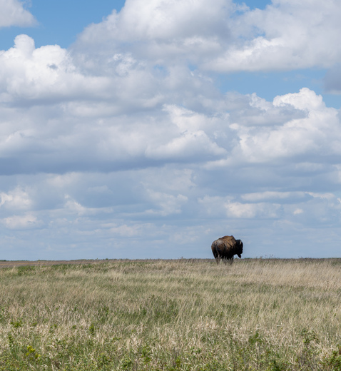 Theodore Roosevelt National Park