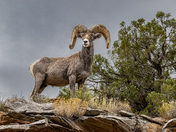Colorado National Monument