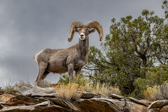 Colorado National Monument