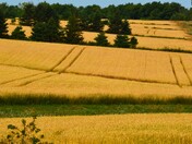 Yellow fields of PEI