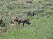 Grand Teton National Park