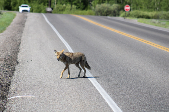 Grand Teton National Park