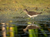 Solitary Sandpiper