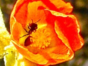 BLM Land Mohave County, Arizona, USA 