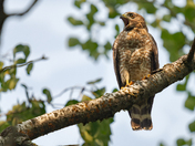 Broad Winged Hawk