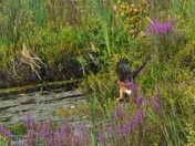 Hunting at the marsh - Part 2