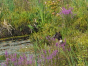 Hunting at the marsh - Part 2