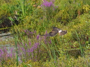 Hunting at the marsh - Part 2 