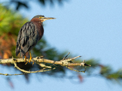 Green Heron